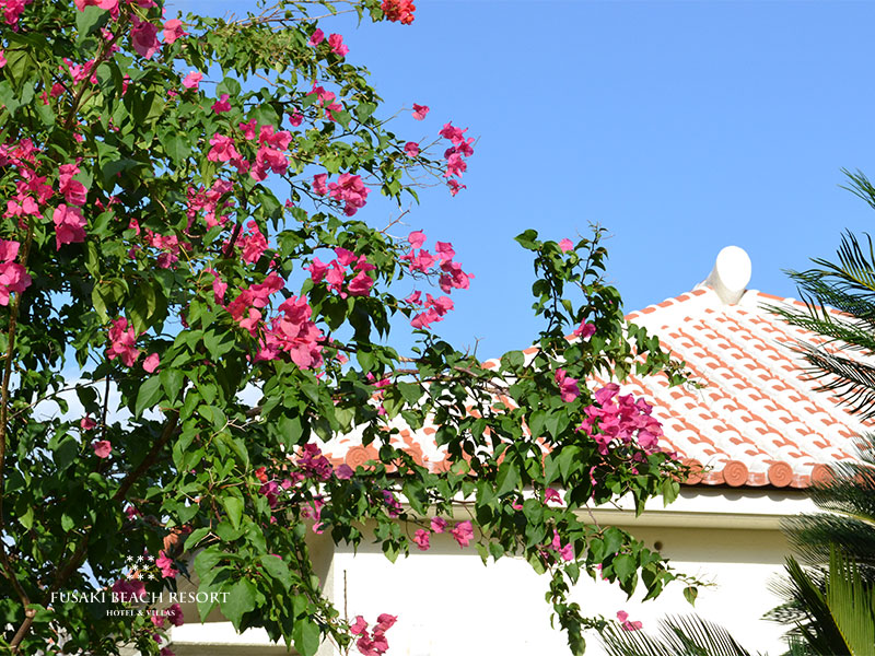 フサキビーチリゾートの赤瓦コテージ前に咲くブーゲンビリア