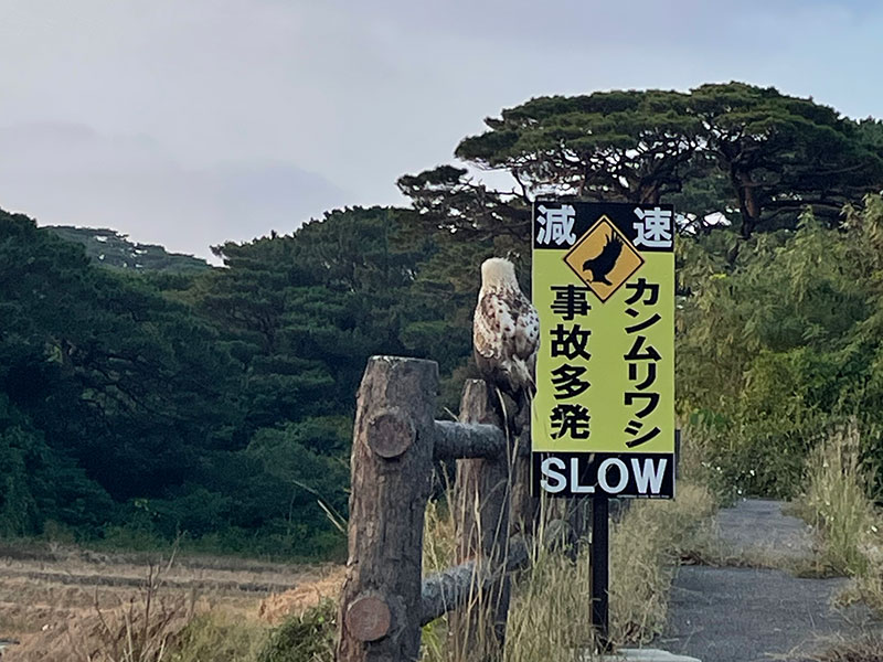 標識の横にとまったカンムリワシ