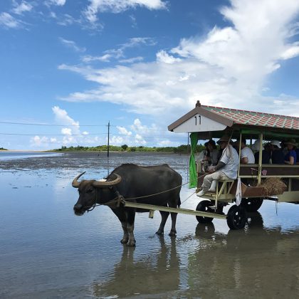 由布島の水牛車