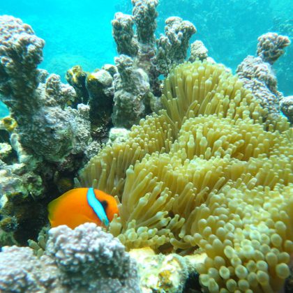 八重山の海でシュノーケル体験