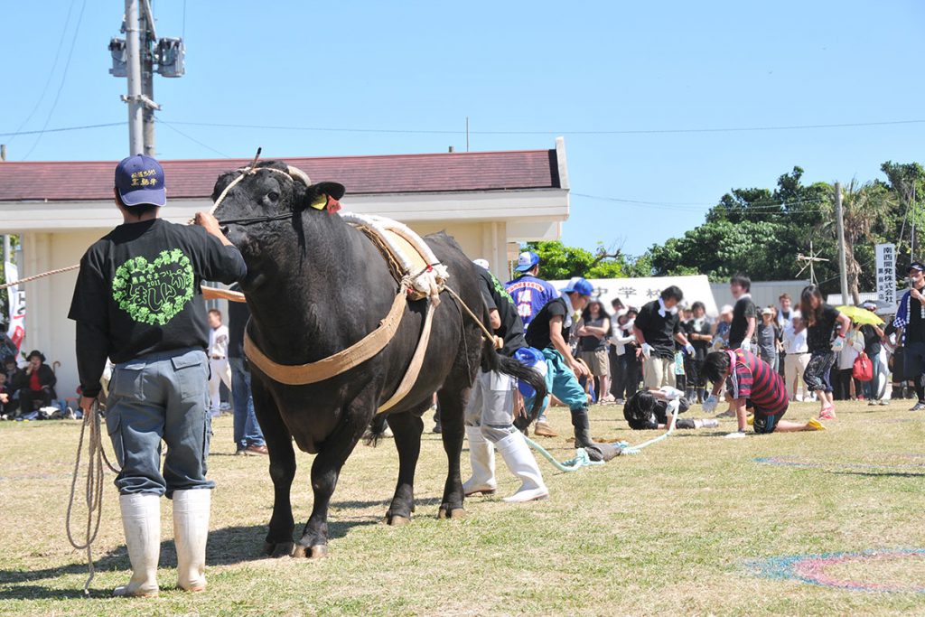開催中止 第29回黒島牛まつり21 観光スポット 石垣島 フサキビーチリゾートホテル ヴィラズ 開催中止 第29回黒島牛まつり21 観光スポット 石垣島 フサキビーチリゾートホテル ヴィラズ