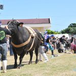 黒島牛まつり牛とのつなひき